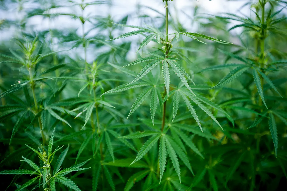 Image: De verschillende soorten cannabis